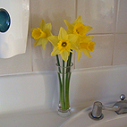 cut flower daffodils