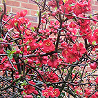 Quince flowers