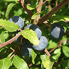 Sloes