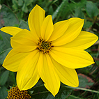 Yellow Helenium
